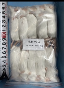 冷凍マウスアダルトM 16～22g(100匹).送料込み！