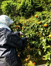 全国送料無料　越冬春みかん　参考糖度14度　カラマンダリン　生食可の加工用　箱込み8.5kg ②_画像3