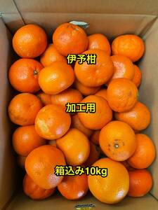 伊予柑　加工用　箱込み10kg