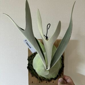 P.veitchii “lemoinei”ビカクシダ の画像2