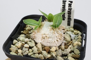 Pachypodium brevicaule パキポディウム　ブレビカウレ 恵比寿笑い　