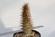 Pachypodium ambongense パキポディウム　アンボンゲンセ　2_画像3