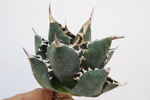 Agave titanota　アガベ　チタノタ　oteroi オテロイ　FO-076　A1