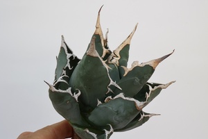 Agave titanota　アガベ　チタノタ　oteroi オテロイ　FO-076　A5