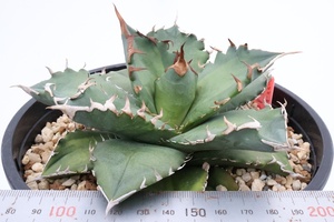 Agave titanota　アガベ　チタノタ　oteroi　オテロイ　ソーラーエクリプス