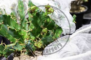 【自家採取】 Euphorbia clavigera ユーフォルビア　クラビゲラ　3粒