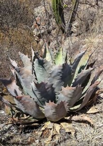 Agave potatorum 'Purple Haze' アガベ ポタトラム パープル ヘイズ 種子 100粒