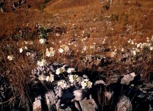 Pachypodium rosulatum var. eburneum パキポディウム エブレネウム 種子 20粒