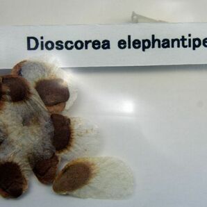 Dioscorea elephantipes ディオスコレア エレファンティペス 亀甲竜 種子 100粒 南アフリカ産の画像2