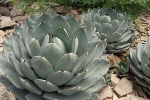 Agave parryi var. truncata アガベ パリー トランカータ 種子 20粒