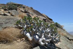 Pachypodium densiflorum var. brevicalyx パキポディウム　ブレビカリクス 種子 50粒