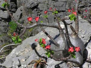 Pachypodium baronii var. windsorii パキポディウム ウィンゾリー 種子 10粒