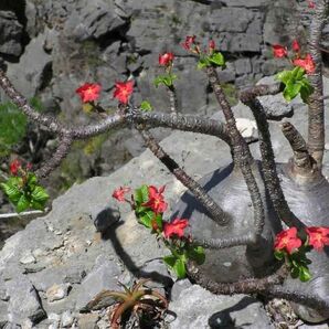 Pachypodium baronii var. windsorii パキポディウム ウィンゾリー 種子 ５粒の画像1