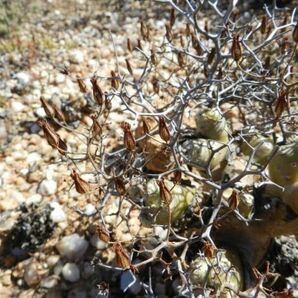 Tylecodon reticulatus チレコドン レティキュラータス 万物想 50粒の画像1