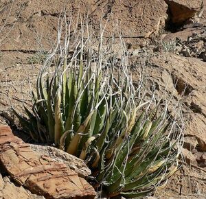 Agave utahensis var. eborispina アガベ ウタヘンシス ユタヘンシス エボリスピナ 種子 100粒