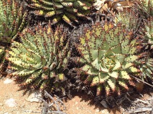 Aloe melanacantha var. erinacea aloe erina care seeds 5 bead 