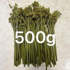 わらび　ネコポスいっぱい500g 生わらび