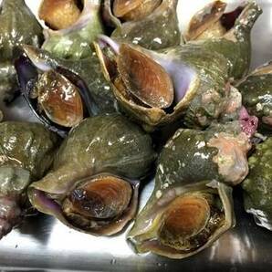 【北海北の味】北海道産 活青つぶ貝３ｋｇ詰め 刺身・煮つけ・焼き物などの画像1