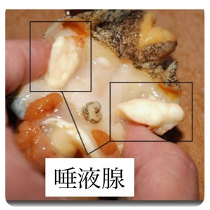 【北海北の味】北海道産 活青つぶ貝３ｋｇ詰め 刺身・煮つけ・焼き物などの画像4