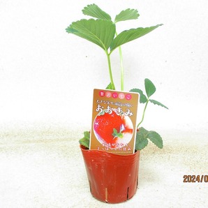 [緑の市場]イチゴ 大実品種 ４種組(4501)全高：23㎝＊同梱包対応「まとめて取引」厳守＊80サイズ送料明記の画像8