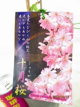 [緑の市場]桜の苗木 十月桜(41442)全高：58㎝＊同梱包対応「まとめて取引」厳守＊80サイズ送料明記_画像2