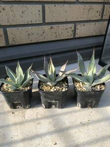 アガベ パリー 実生 3鉢セット Agave parryi subsp. parryi 多肉植物 サボテン