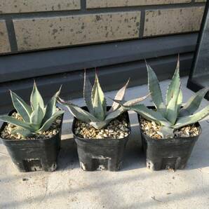 アガベ パリー 実生 3鉢セット Agave parryi subsp. parryi 多肉植物 サボテンの画像1