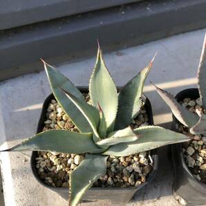 アガベ パリー 実生 3鉢セット Agave parryi subsp. parryi 多肉植物 サボテンの画像2