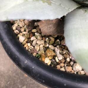 アガベ パリー トランカータ 実生 6号鉢 子株付き Agave parryi var. truncata 多肉植物 サボテンの画像8