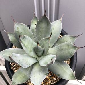 アガベ パリー トランカータ 実生 6号鉢 子株付き Agave parryi var. truncata 多肉植物 サボテンの画像4