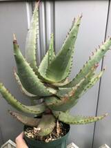 アロエ フェロックス 実生 4号 Aloe ferox 多肉植物 塊根植物 サボテン アガベ_画像5