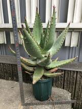 アロエ フェロックス 実生 4号 Aloe ferox 多肉植物 塊根植物 サボテン アガベ_画像1
