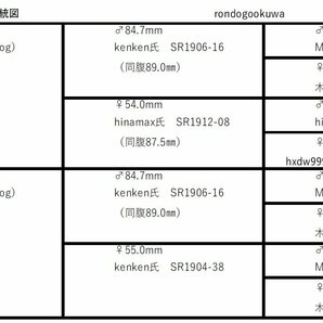 能勢産SRオオクワガタ ♂６３．７mmペア+♀１頭 ３頭セット！の画像3