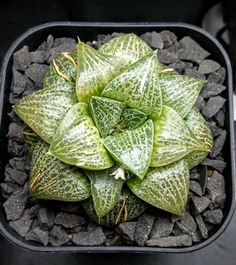 超ツヤピカコンプト　ハオルチアhyb‘白鯨×水晶101’ 多肉植物 Haworthia ハオルチア ハオルシア