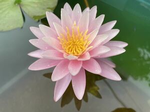 [ enduring cold . water lily ] pink wonder 