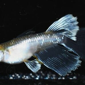 【メダカファーム本陣】【クロマージュ】リアルロングフィン 仔魚７匹+α（超極上種親画像）の画像4