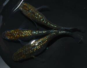 【メダカファーム本陣】H-62　天界ｘヒミツヘイキ（Ｆ７）若魚♂1♀2　現物出品！！