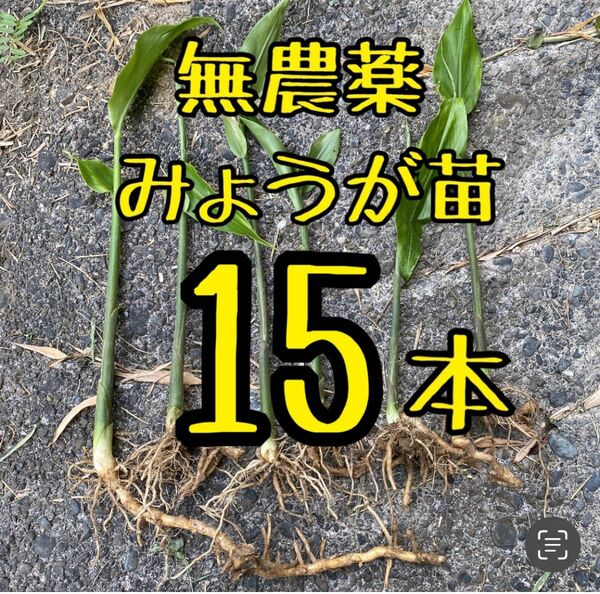 無農薬　みょうが苗　15本　地下茎付　静岡県産