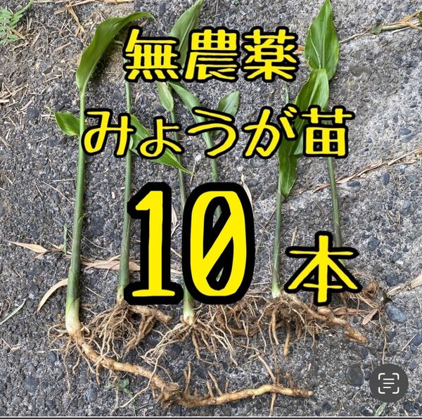 無農薬　みょうが苗　10本　地下茎付　静岡県産