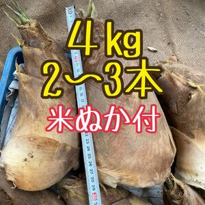 静岡県産　大きめ　たけのこ4㎏　2〜3本　ぬか付