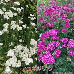 ノコギリソウ　抜き苗　ピンク&白10芽