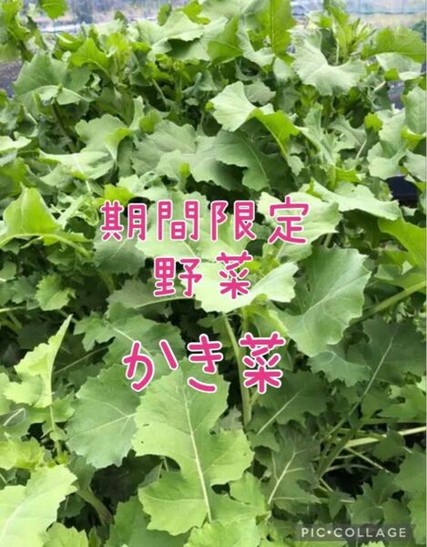 【栽培時農薬不使用】かき菜　ネコポス