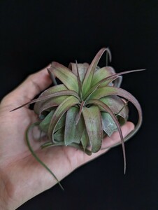 ★ワンコインスタート★ Tillandsia 'Eric Knobloch' （T. brachycaulos x streptophylla) ティランジア エアプランツ 