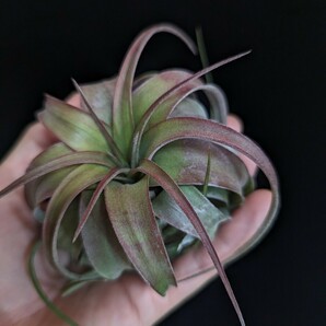 ★ワンコインスタート★ Tillandsia 'Eric Knobloch' （T. brachycaulos x streptophylla) ティランジア エアプランツ の画像3