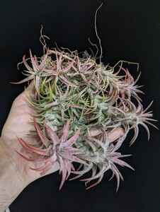 ★タグ付き＆ワンコインスタート★ Tillandsia vanhyningii clump ティランジア エアプランツ 