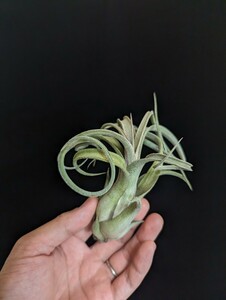 ★ワンコインスタート★Tillandsia 'Sister Theresa' (T.intermedia × caput-medusae) ティランジア エアプランツ 