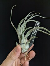 ★タグ付き＆ワンコインスタート★Tillandsia 'Ty' (T. ehlersiana x bulbosa) ティランジア エアプランツ _画像1