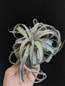 ★ワンコインスタート★Tillandsia 'Hedi Gulz' (T.exserta x streptophylla) ティランジア エアプランツ 