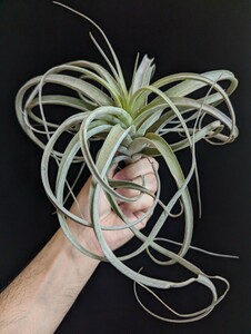 ★ワンコインスタート★Tillandsia flexuosa purple x (xerographica x capitata) ティランジア エアプランツ 