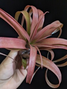 ★ワンコインスタート★Tillandsia riohondoensis x streptophylla ティランジア エアプランツ 